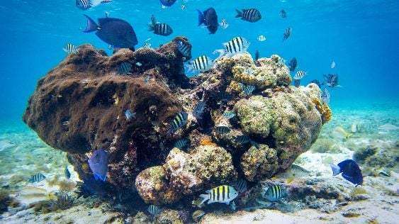 scuba dive in cozumel